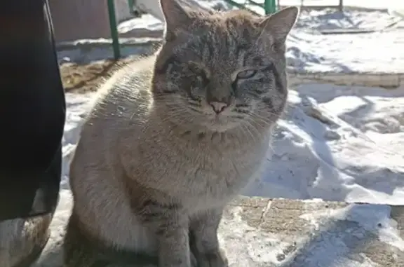 Найдена кошка на Солнечной, 16, Улан-Удэ