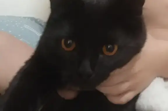 Пропала черная кошка, Тверь, 18