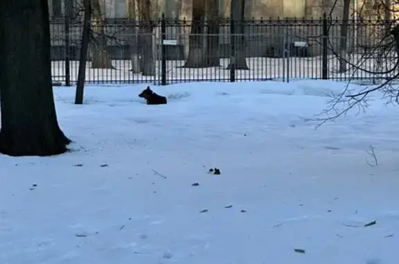 Найдена собака в Строгановском парке