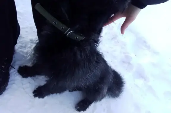 Найдена собака: Новгородский пер., 50