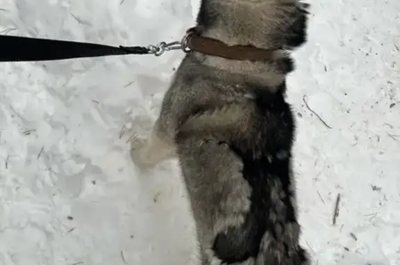 Найдена собака на Пожарского 13, Пермь