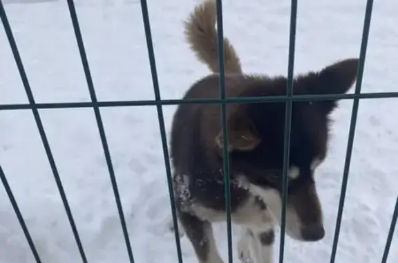 Найдена собака ул. Азата Аббасова, Казань