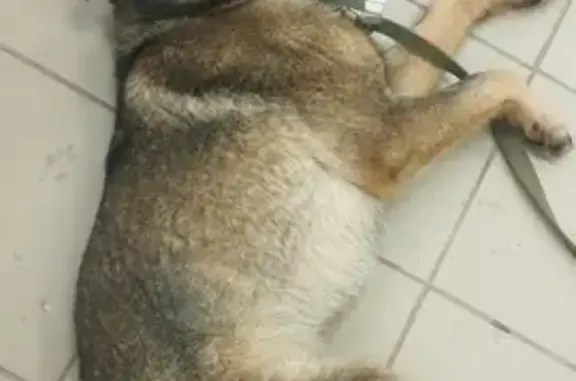 Пропала собака: Комсомольская, 29