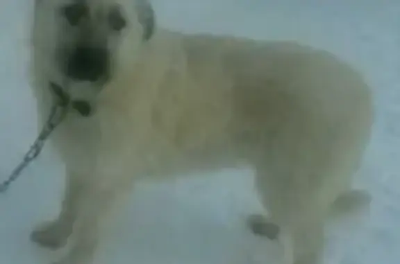 Пропала собака: Советская, 92, Сызрань