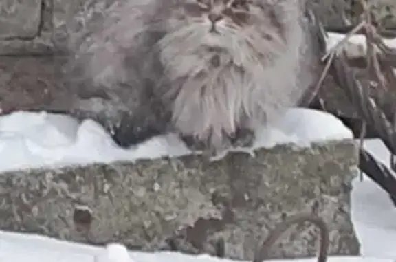 Найдена кошка, ул. Бабушкина, СПб
