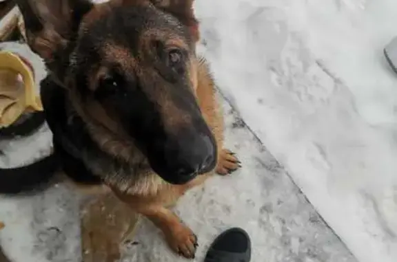 Пропала собака: Белавинская, 29