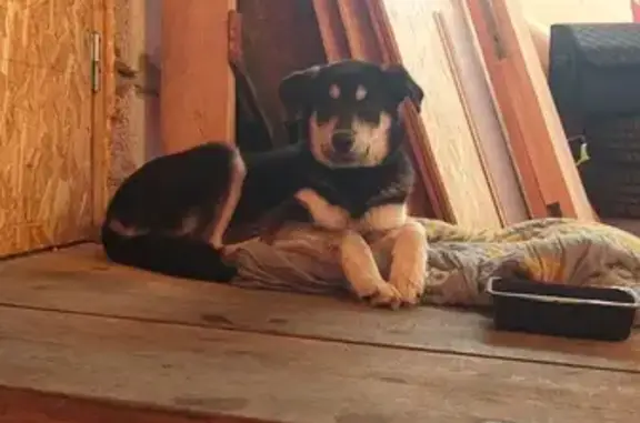 Найдена собака, Воткинск, тел. 89127664423