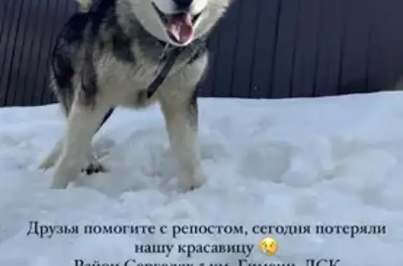 Пропала собака в Якутске 19.02.2024