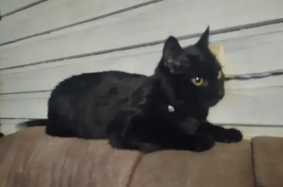 Найден черный кот, Совхозная ул.