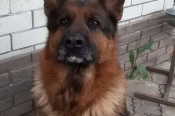 Пропала собака: СНТ Радуга, Краснодар
