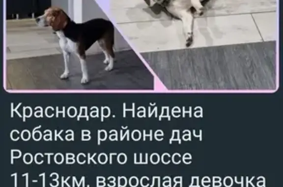 Найдена собака: 11км Ростовское ш.