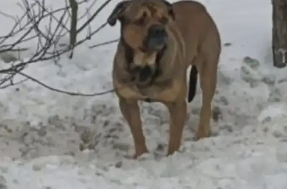 Найдена собака Зюзино, Центр. ул.