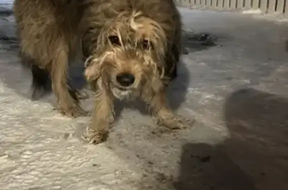 Найдена собака в Ивановке, Перовская ул.