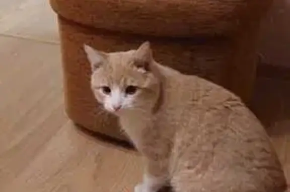 Найдена кошка на ул. Горького, Киров