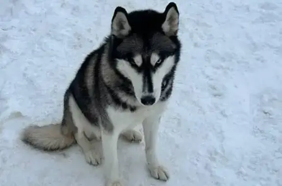 Найдена собака: Нижняя Дуброва, 47 к1