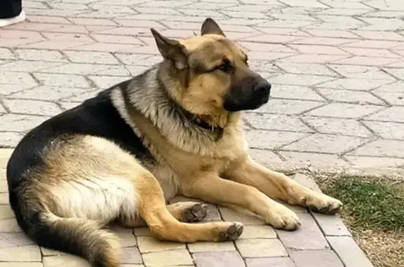Найдена собака на Трубецкой, Мск
