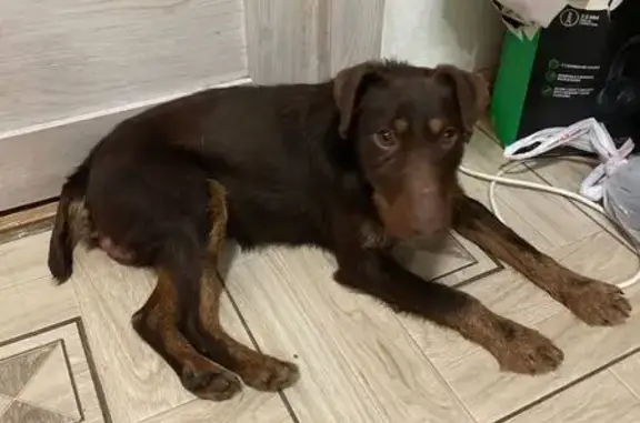 Найдена собака в Силантьевском