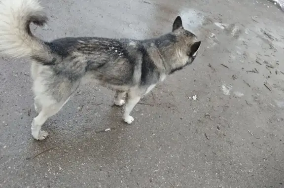 Найдена собака: Пушкинская 2А, Пятигорск
