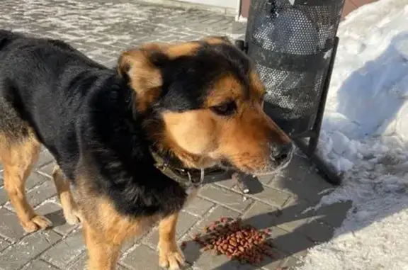 Собака в ЖК Светлая Долина, Казань