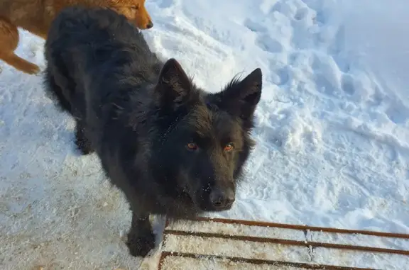 Найдена собака: Прокшинский пр-т