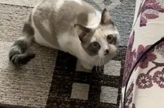 Кошки потеряшки, Санкт-Петербург, фото: Потеряшка кошка: Дальневосточный пр., 30к1