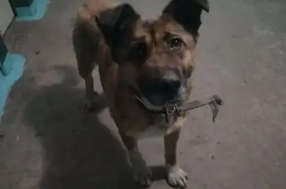 Найдена собака: Франкфурта, 6, Новокузнецк