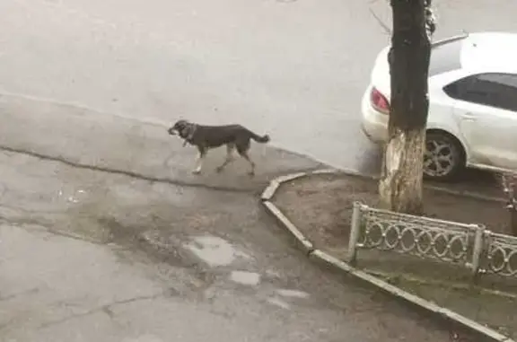 Найдена собака: ул. Киримова, Нальчик