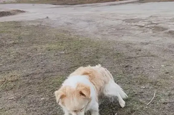 Найдена собака, Солнечная ул., Мелекино