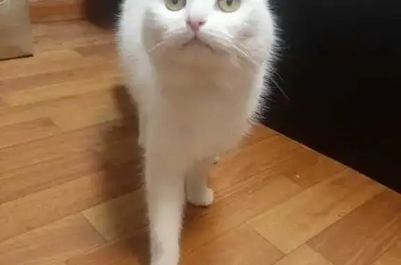Найдена белая кошка: ул. В. Андриановой