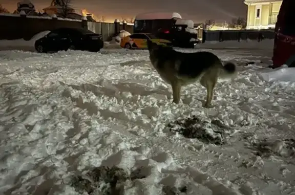 Найдена собака на Новой улице