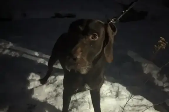 Собака найдена: Кочетова 30 к4