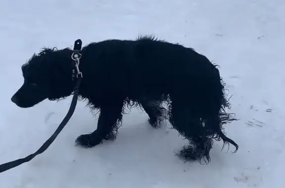 Собака найдена: Кемля-Саранск, Ичалково