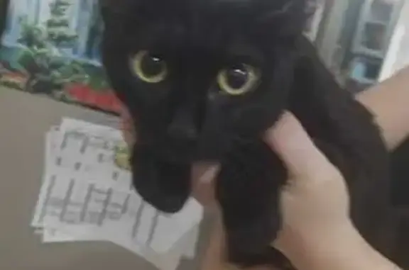 Чёрная кошка найдена, пр-т Орджоникидзе, 25