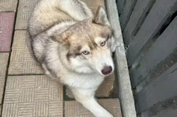 Собака найдена: Ставропольская, 2к6