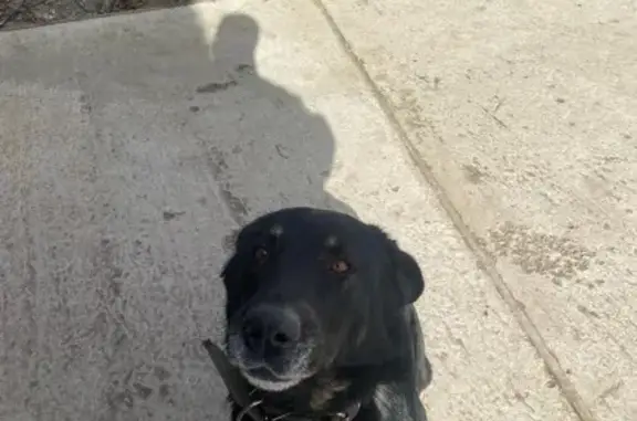 Найдена собака: Бузанская ул., 11, Астрахань