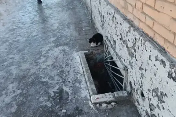 Найдена кошка на Пушкинской, 22