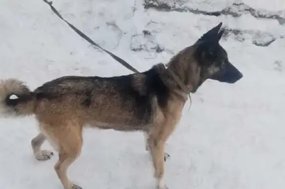 Найдена собака в Заозерье, 86К-239