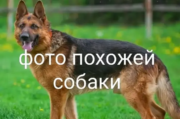 Найдена собака: СПб, Луначарского, Озерки