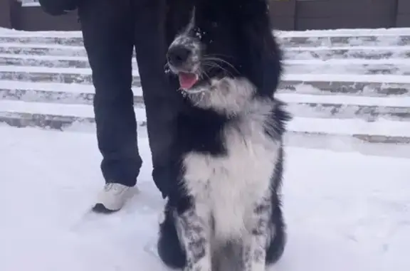 Найдена собака у пл. Ленина, Кольчугино