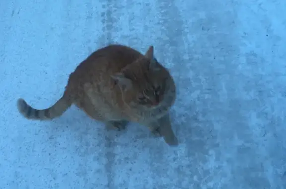 Найдена кошка в Толмачёво, НСО