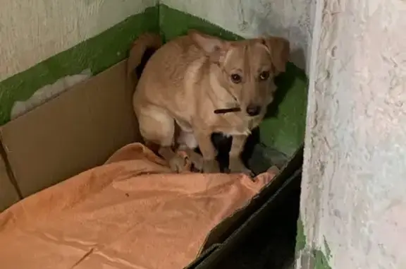 Найдена собака: ул. Тельмана, Красноярск