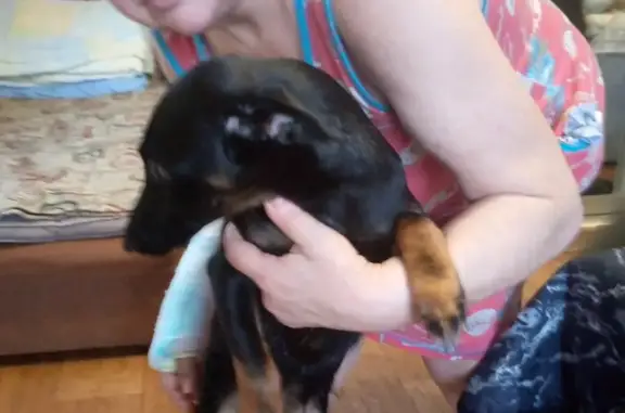 Найдена собака, Орёл, фото: Найдена собака: Московская ул., 62, Орёл