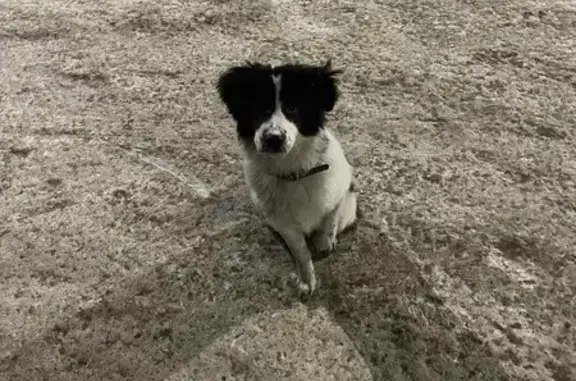 Найдена собака в Ангарске, ул. Ленина