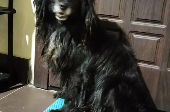 Найдена собака на МЦД Волоколамская