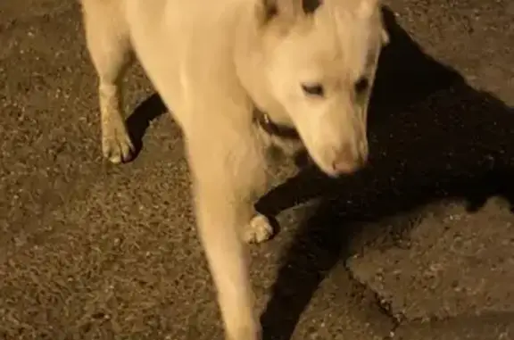 Найдена собака: ул. Петина, 2, Краснодар