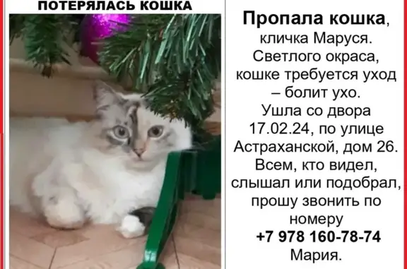 Пропала кошка: ул. Астраханская, 26