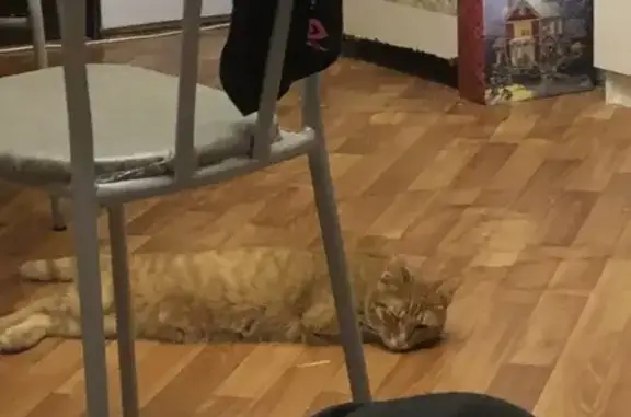 Кошки потеряшки, Санкт-Петербург, фото: Потеряшка кот: Шуваловский пр-т, 74к2