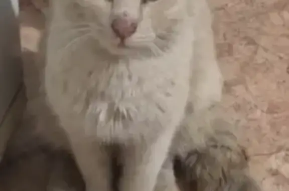 Найден котик на Цуканова, Омск