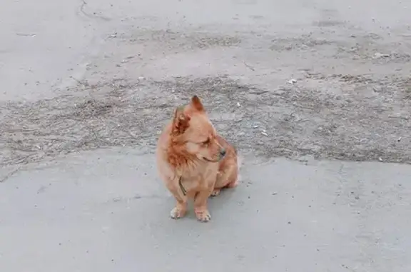 Найдена собака на Портовой ул., Ростов