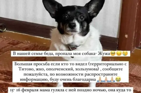 Пропала собака, ул. Андреева, Волгоград